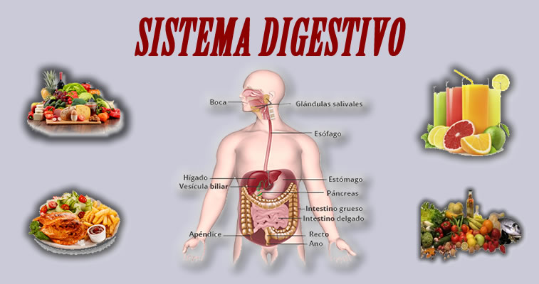 Sistema Digestivo