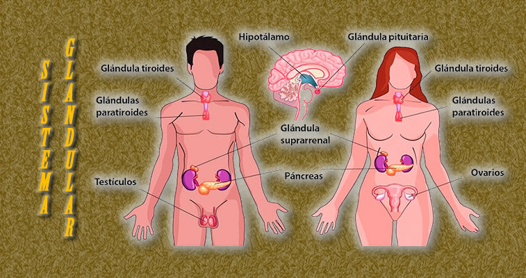 Sistema Glandular