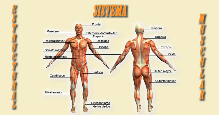 Sistema Estructural