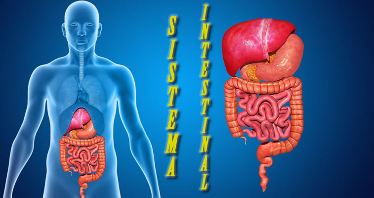 Sistema Intestinal